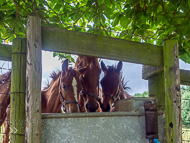 KS300622-102 - Kirtlington Stud Visit